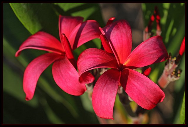 plumeria_rubra_red_frangipani_by_firey_sunset[1].jpg