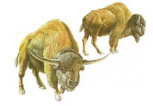 Giant Bison01.jpg