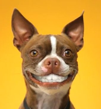 Dog-smile-2.jpg