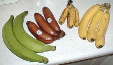 banana4[1].jpg