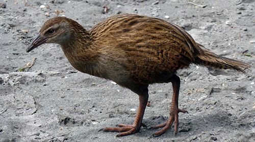 Weka.jpg