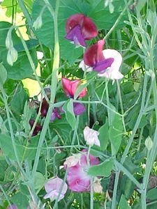 Morning.glories.sweet.peas.on.crabtree.close.crop Sept.03.jpg