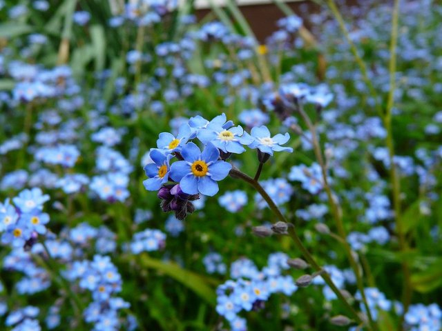 forget-me-not-3965_960_720.jpg
