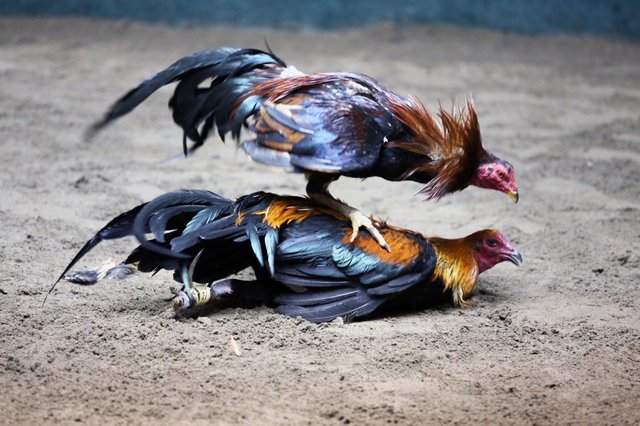 Battle Of The Heavyweights The Peruvian Gamefowl Why Filipino Cockers And Breeders Embraced This Bloodline Steemit