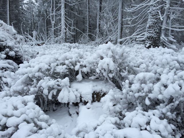 harz3.JPG