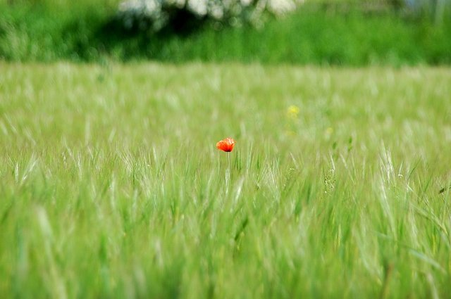 poppy-2072336_960_720.jpg