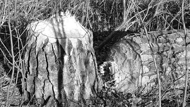 stump BW.jpg