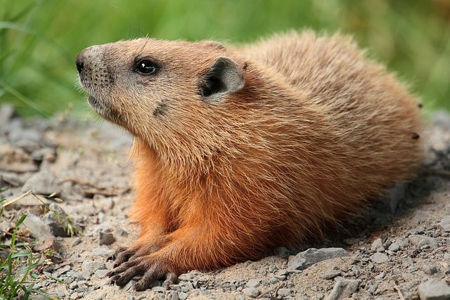 1024px-Marmota_monax_UL_04.jpg