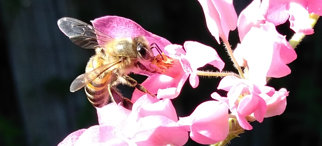 coral vine bee 4.png