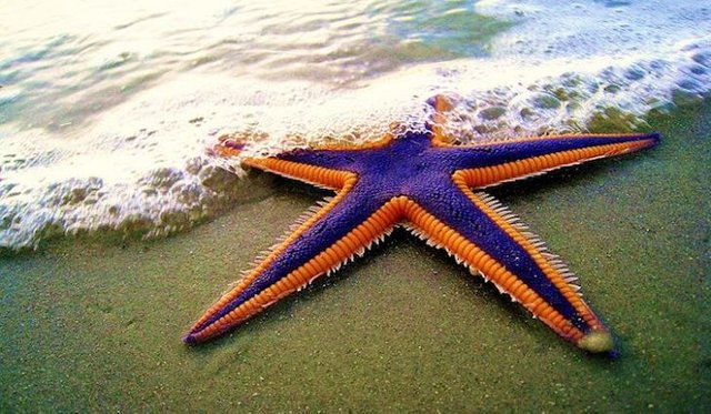 royal-starfish-astropecten-articulatus-on-the-beach.jpg