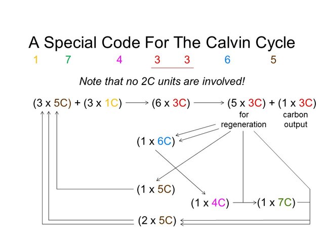 The Calvin Cycle of C3 Photosynthesis — Steemit