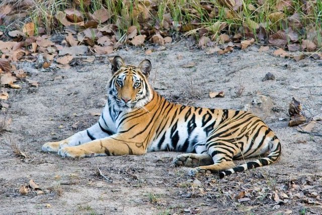 Kanha-National-Park.jpg