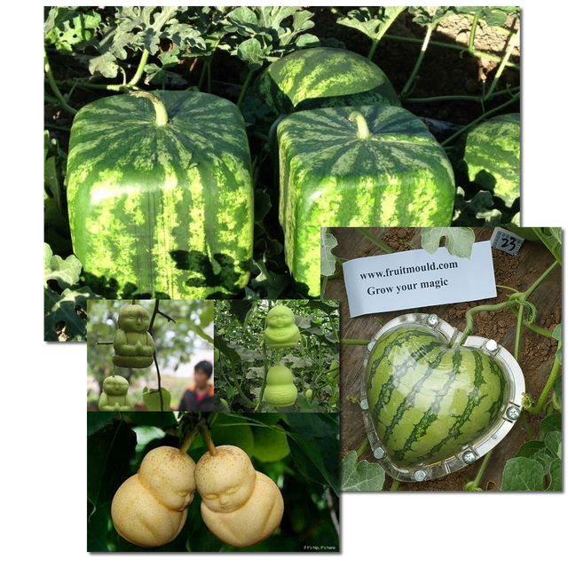 square_watermelon_completed.png