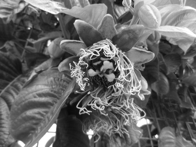 Passionfruit flower in B&W.jpg