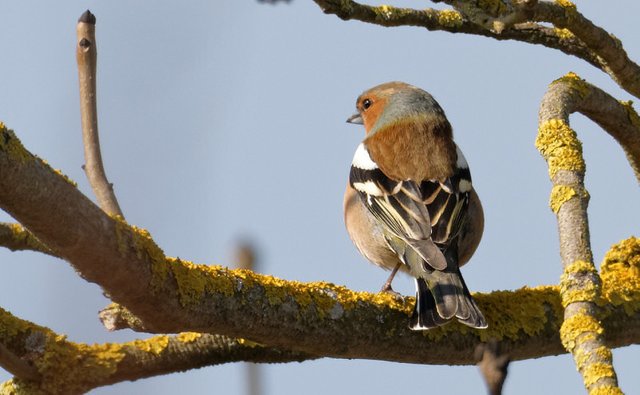 chaffinch.jpg