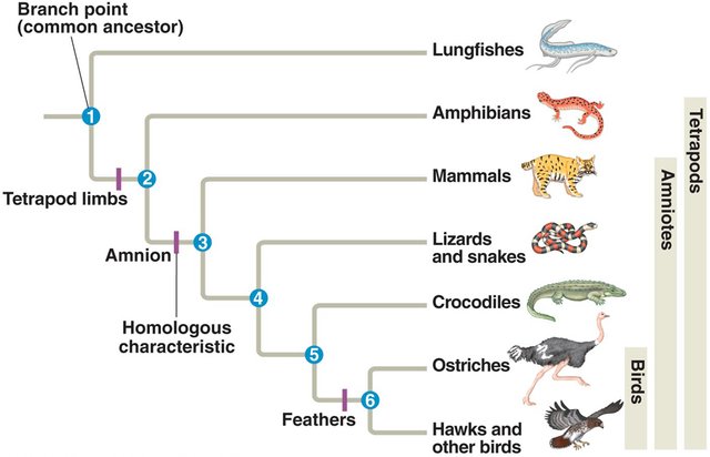 evolutionary_tree.jpg