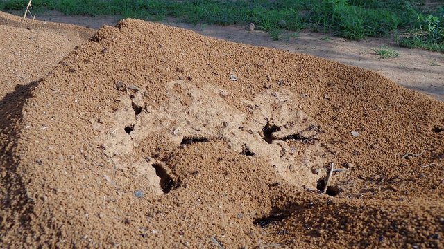 anthill-2699016__480.jpg