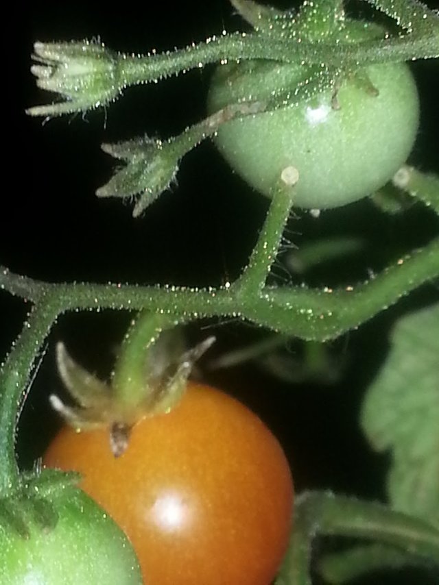 Tomate 2.jpg