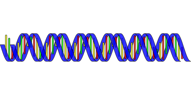 dna-296744_1280.png