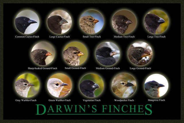 Finches.jpg