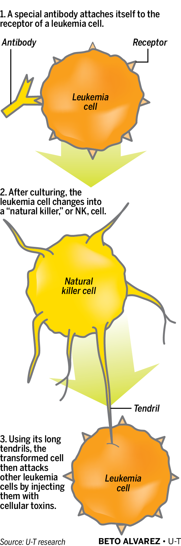 Natural_killer_cells-02_1.png