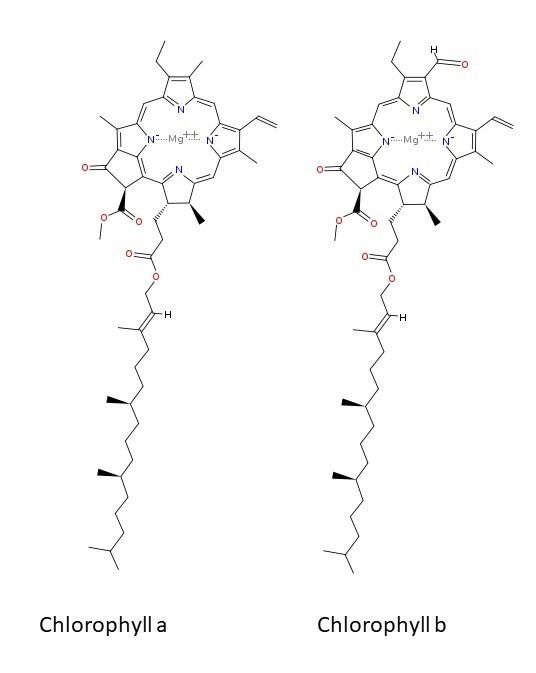 Chlorophylls.jpg