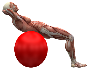 exercise-ball-2277451_960_720.png