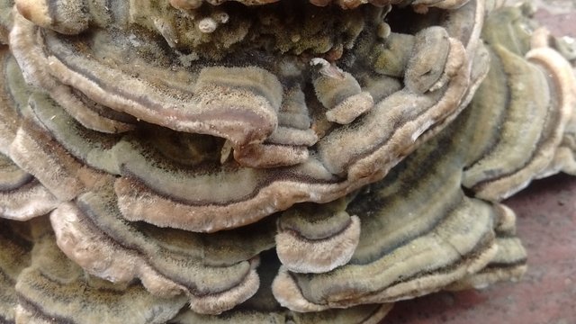 turkey tail 009.jpg