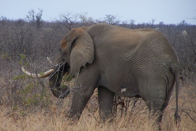 KNP Satara-Lower Sabi 2009 637.JPG