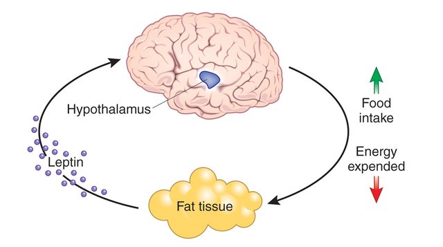 leptin.jpg