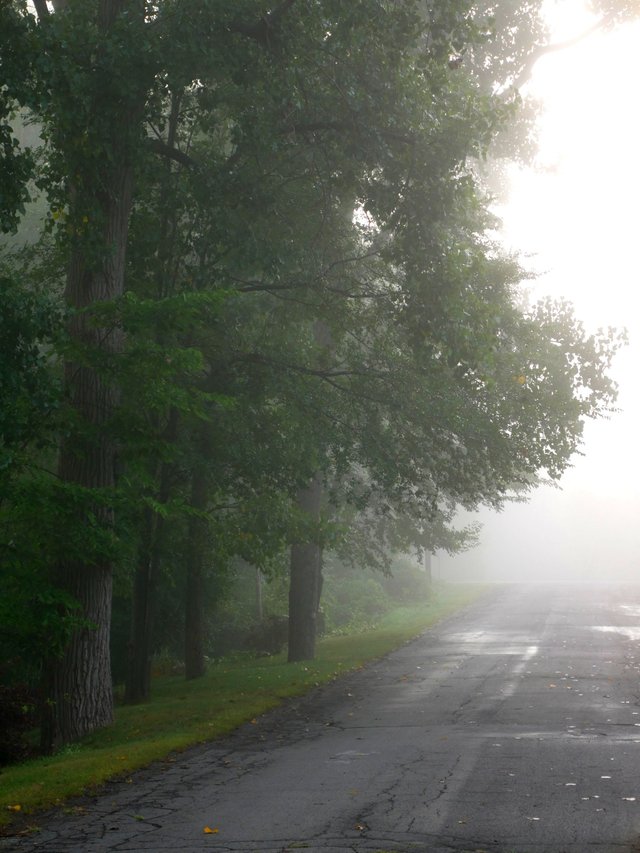 Road_Fog_tree__GIMP__P1100532.JPG