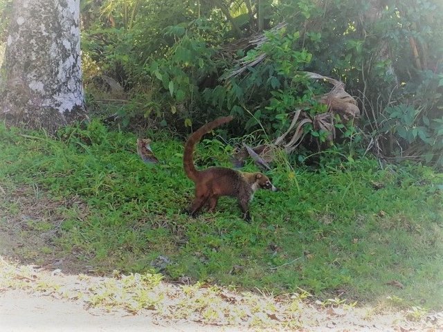 coati-panama-fort-sherman-panama-hilarski.jpg