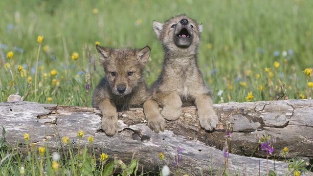 gray-wolf-cubs.adapt.945.1.jpg