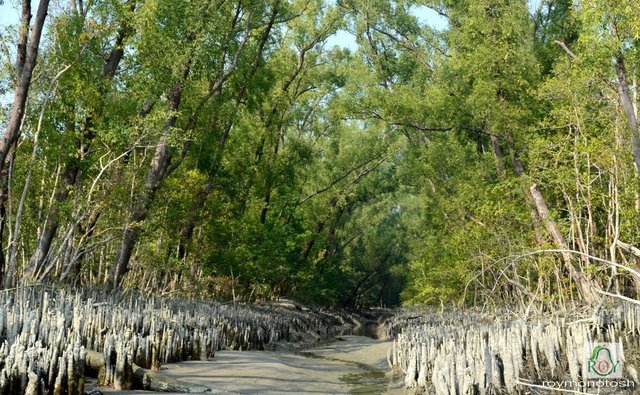 sundarban-3.jpg