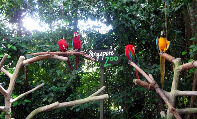 singapore-zoo(1).jpg
