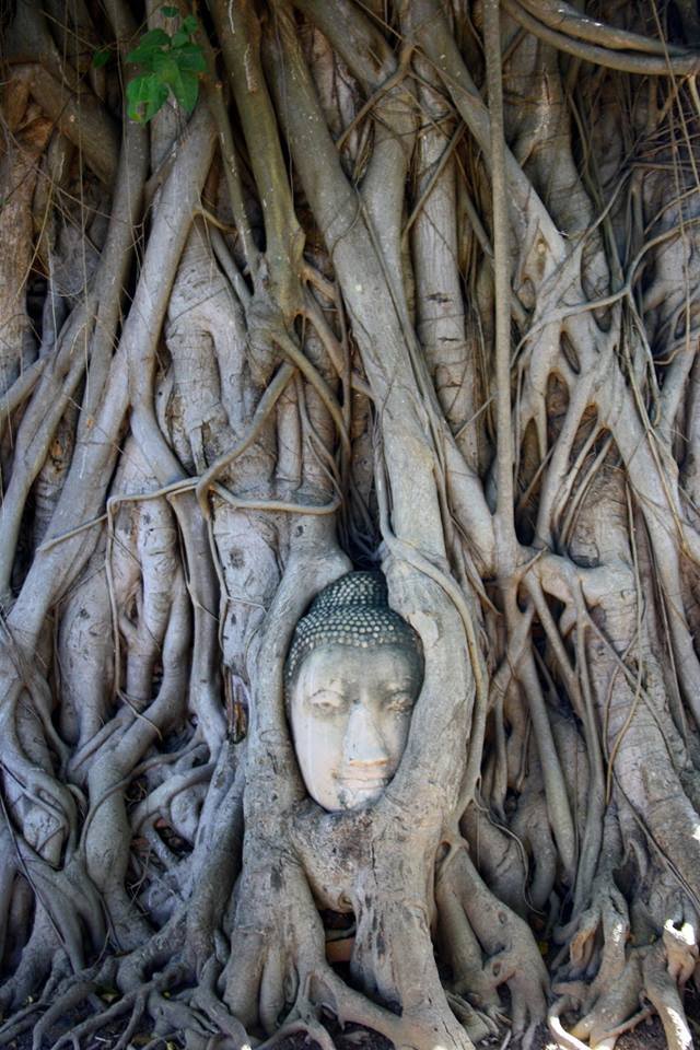 budha head in the roots in ayutthaya.jpg