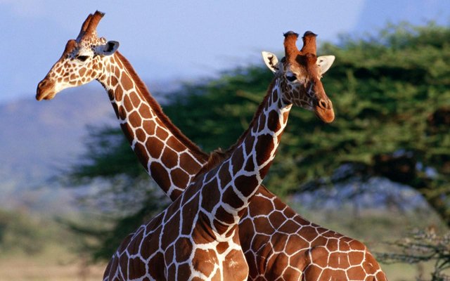 African Safari.jpg