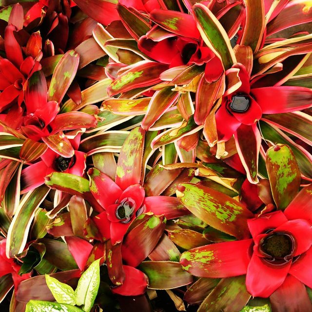 bromeliads.jpg