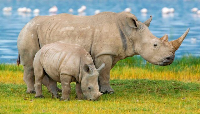 familia-de-rinocerontes.jpg