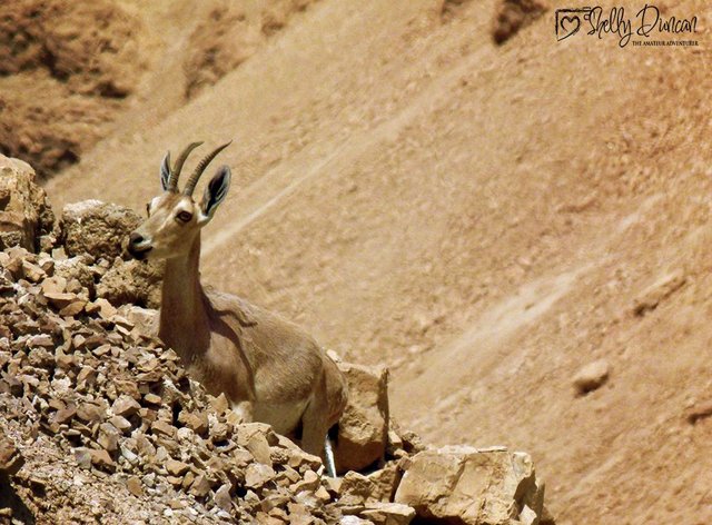 Masada 2.jpg