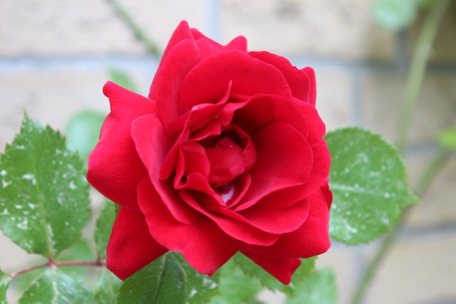 Red_rose_rote_rose.jpg