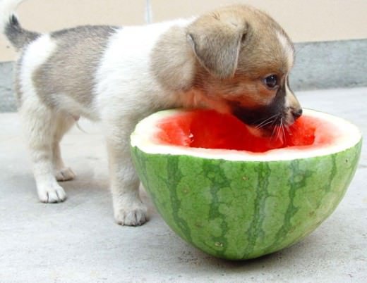 DOGS WATERMELON.jpeg