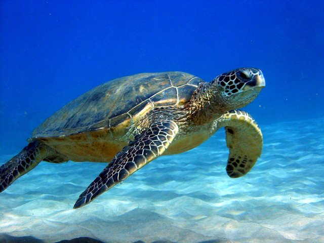 turtle-03.jpg