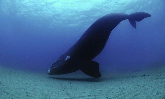 Right_Whale_Brian_J_Skerry_National_Geographic_Stock_WWF_230619.jpg