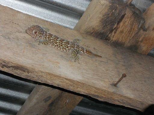 Tokay Gecko.jpg