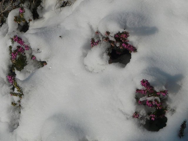 Erica_darleyensis_en_hiver_(3).JPG