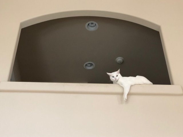 cat balcony.jpg