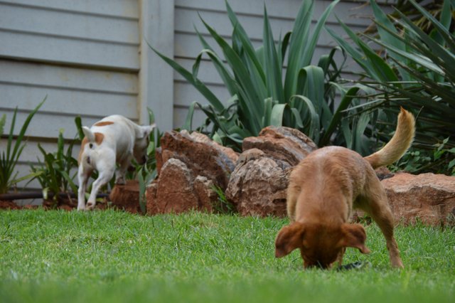DSC_0079.JPG
