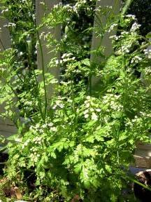 herbs chervil gone to seed flickr.jpg