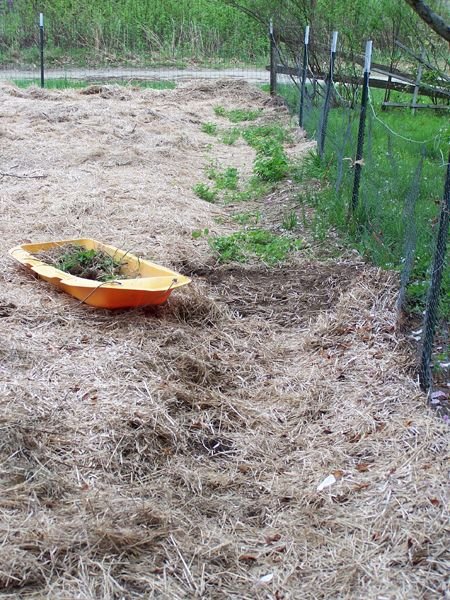 Big garden - mulch1 crop May 2018.jpg